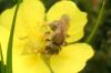 Seladonia sp.